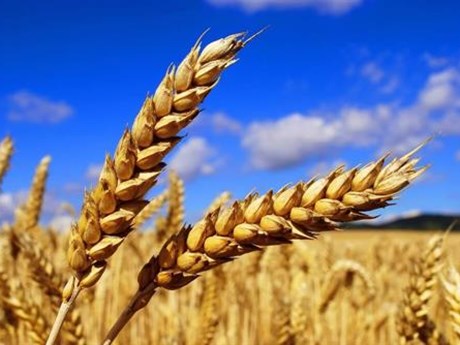 Nga phát động tấn công Ukraine, giá lúa mì tăng kịch trần Nga phát động tấn công Ukraine, giá lúa mì tăng kịch trần
