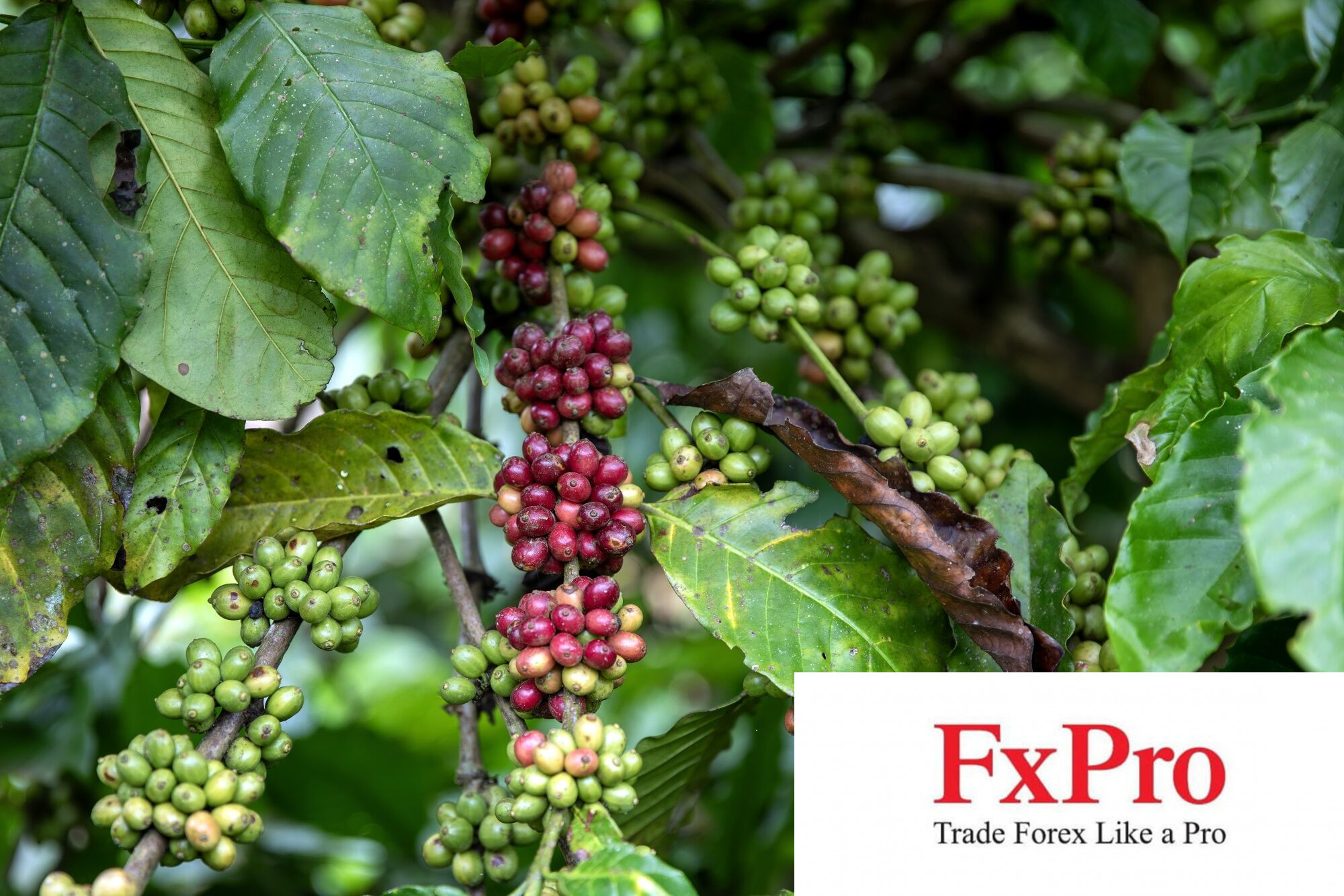 Nguồn cung cà phê từ Việt Nam tiếp tục giảm